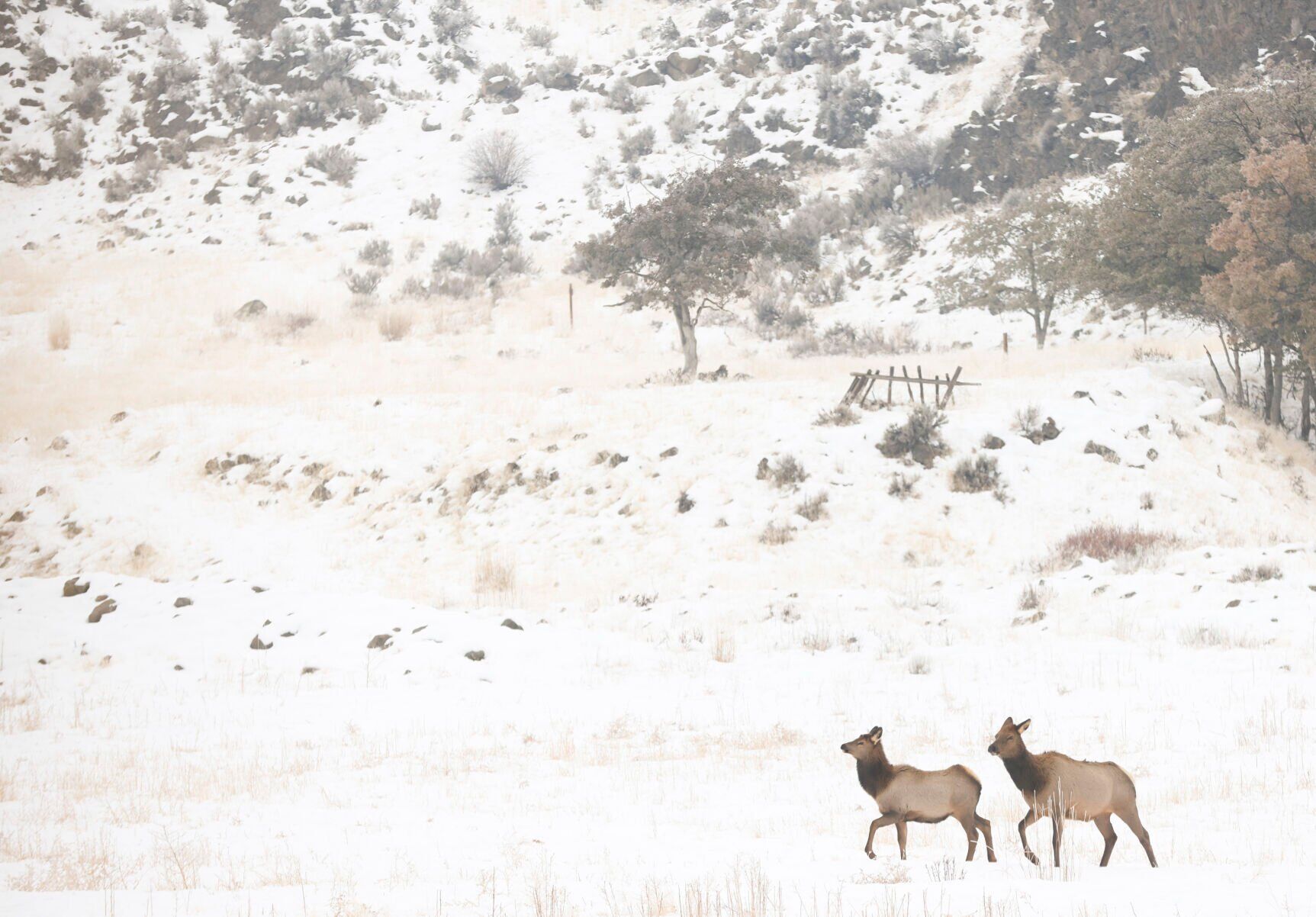 Alces en el Área de Vida Silvestre Oak Creek